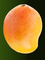 pianta-mango-mangifera-indica-selezione-mangomi