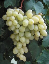 e54c67c3-c2ed-44fe-9114-09c9222e1af0