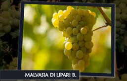 9eb67941-433f-4ed7-b276-a7fcb5061a56