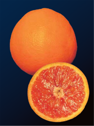 539b2802-249e-4096-9566-9975ad111033