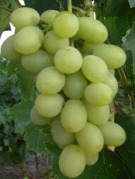 d8e21a08-dff7-47c5-a376-8ee90eb3c5ae