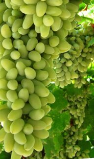 ff0332bb-af60-47c5-ae4b-c64a4707a955