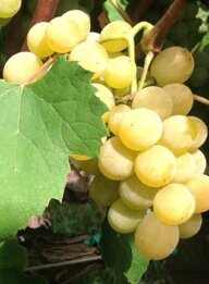 92694e92-18e7-4ae5-b1ed-893951ba2012