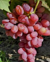 5bc40bd6-2972-4f0f-bb52-a183444268e7