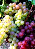 mazzo-di-viti-innestate-apirene-varieta-da-tavola-senza-semi