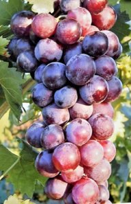 30a3d60e-220c-488c-84d1-bb1216800cd0