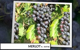 73c58159-da36-455e-ab21-db57a3db1690