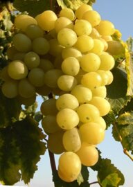 b6087258-d158-4dba-8126-4e591c54bbf5