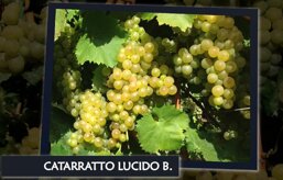 c973a452-ecd0-4b67-bae3-9923dde9bf85