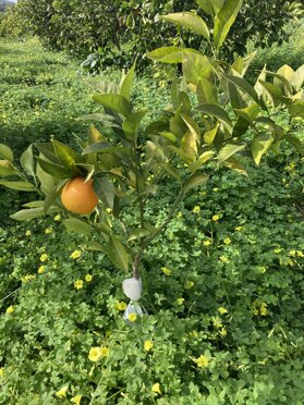 Il futuro si coltiva nel presente Il futuro si coltiva nel presente