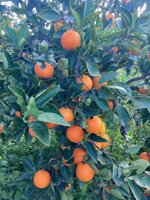 arance-di-sicilia-tarocco-igp-da-spremuta-9kg