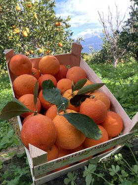 Queste arance dall'albero a casa tua Queste arance dall'albero a casa tua