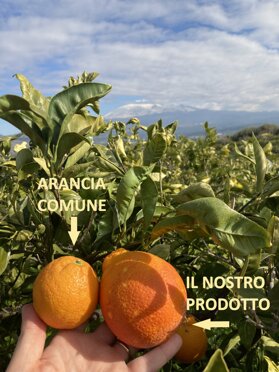 Le nostre arance a cofronto Le nostre Arance hanno dimensioni molto superiori a quelle comunemente in commercio Le nostre arance a cofronto Le nostre Arance hanno dimensioni molto superiori a quelle comunemente in commercio