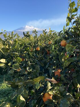 Le nostre arance alle falde dell'Etna Le nostre arance alle falde dell'Etna
