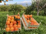 arance-di-sicilia-tarocco-igp-quantita-su-richiesta-min-100-kg