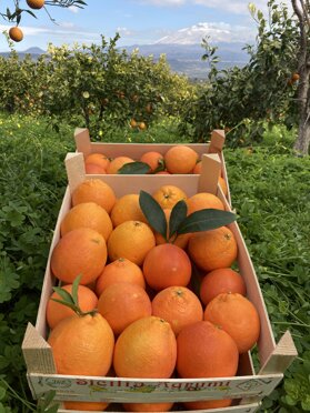 Queste arance, direttamente a casa tua Cassetta da 10 kg Queste arance, direttamente a casa tua Cassetta da 10 kg