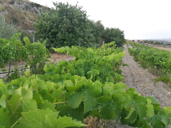 15ddf517-0f60-437a-a79f-95536c7e2dca 15ddf517-0f60-437a-a79f-95536c7e2dca