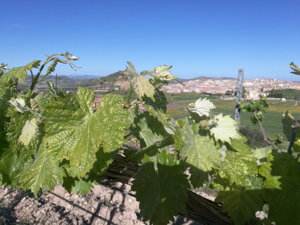 c0556077-7bde-402f-a140-9dedf7e9ebb5 c0556077-7bde-402f-a140-9dedf7e9ebb5