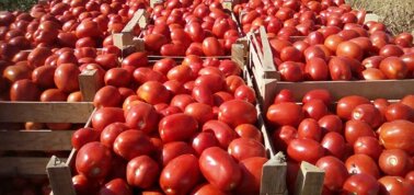 Pomodoro Siccafno Di Villalba in Cassette Valledolmo Pomodoro Siccafno Di Villalba in Cassette Valledolmo