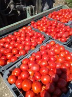 passata-di-pomodoro-siccagno-di-villalba