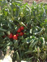 passata-di-pomodoro-siccagno-di-villalba