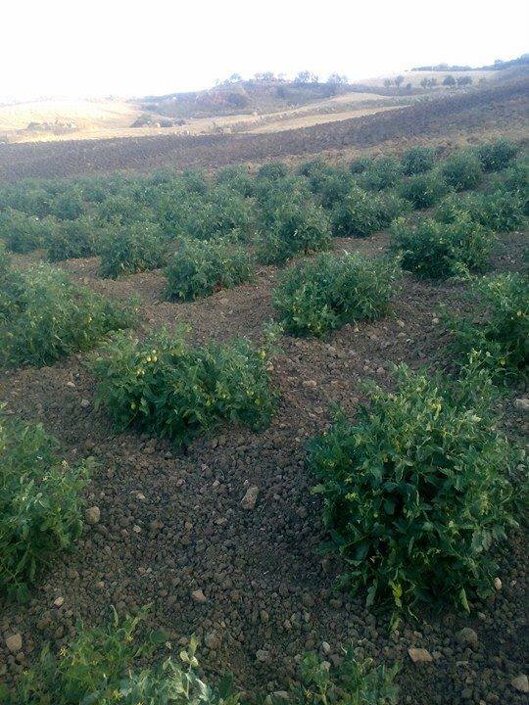 Piante pomodoro siccagno Villalba Valledolmo Piante pomodoro siccagno Villalba Valledolmo