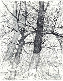 livio-ceschin-incisione-i-tre-alberi.jpeg livio-ceschin-incisione-i-tre-alberi.jpeg