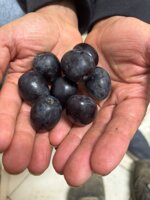 olive-nere-da-tavola-giarraffa