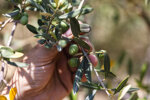 olio-extravergine-di-oliva-biologico-monocultivar-biancolilla