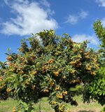 nespole-siciliane-5-kg