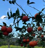 arance-sanguinello-box-da-10-kg