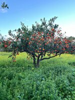 arance-sanguinello-box-da-10-kg