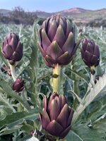 carciofi-tema-senza-spine