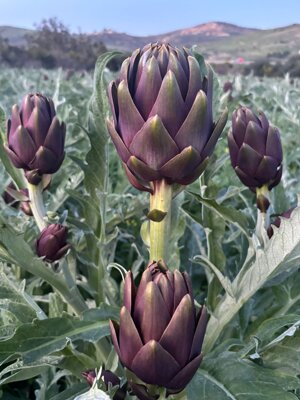 carciofi-tema-senza-spine