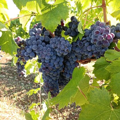 1aa9a9c9-f0e0-40ac-8191-f3455f2c4b9c 1aa9a9c9-f0e0-40ac-8191-f3455f2c4b9c