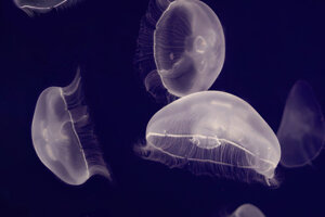 jellyfish.jpeg