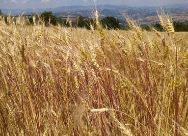 38fd07d7-46e4-4839-9854-ca8156aff3bd