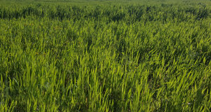 parco4.jpeg parco4.jpeg