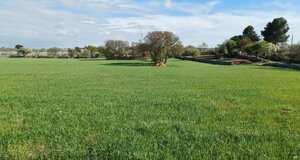 campi6.jpeg campi6.jpeg