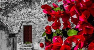 ulivo%2002.jpeg ulivo%2002.jpeg