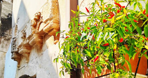 mare%2001.jpeg mare%2001.jpeg