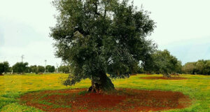 scorci%2007.jpeg scorci%2007.jpeg