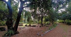 mare%202.jpeg mare%202.jpeg