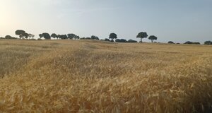 parco1.jpeg parco1.jpeg