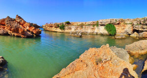 ulivo.jpeg ulivo.jpeg