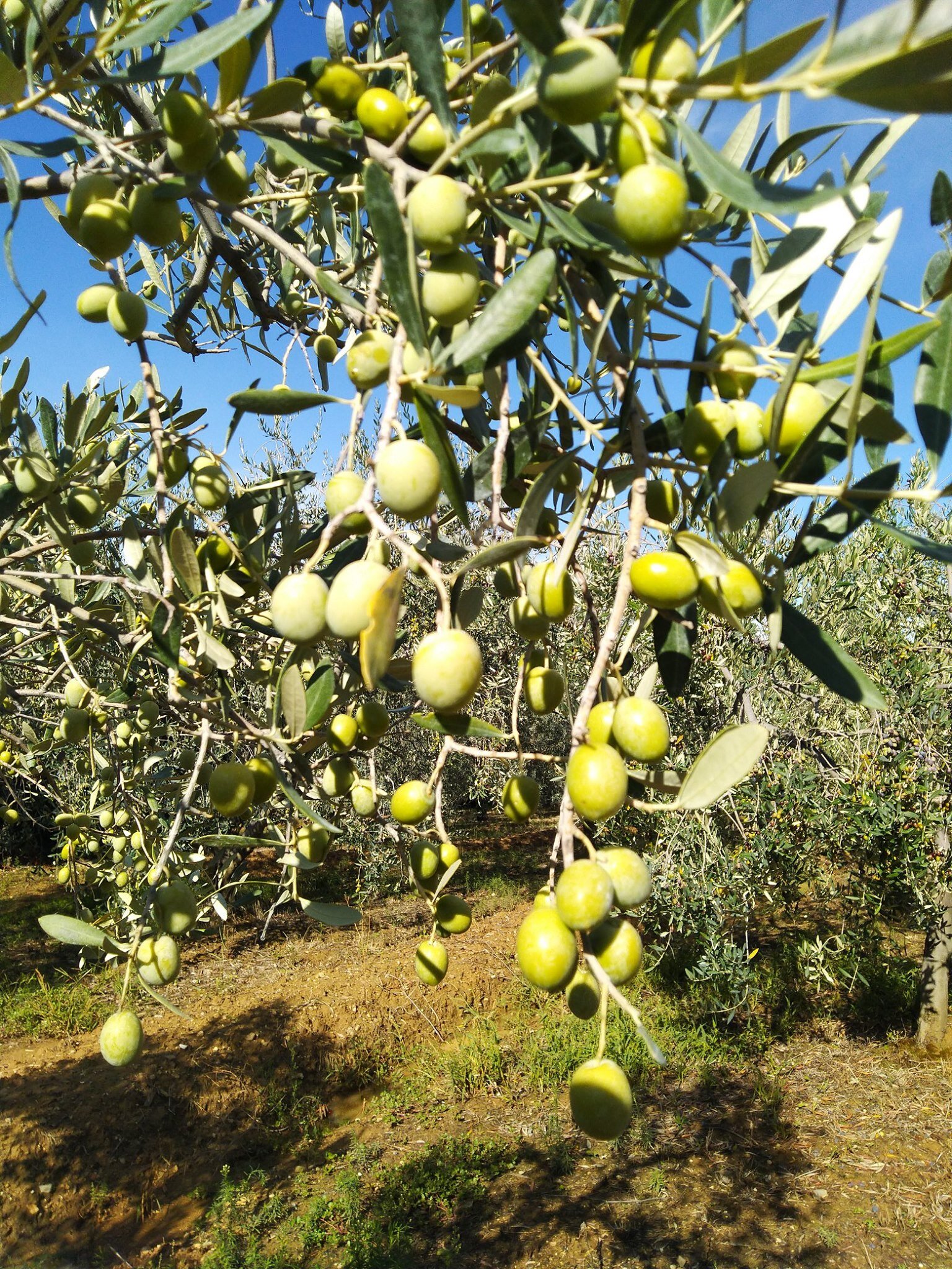 Caolino