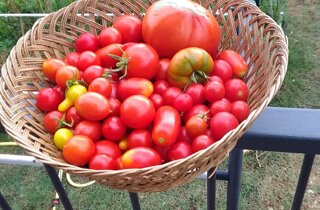pomodori.jpeg