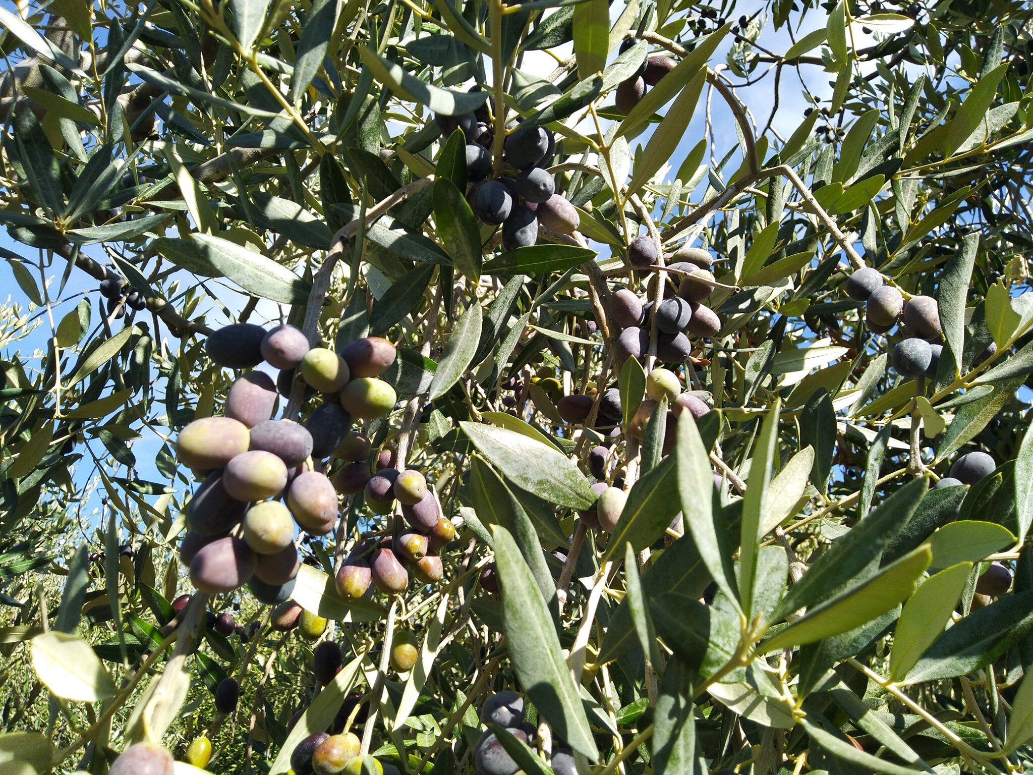 Olio EVO Olio EVO