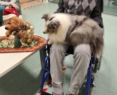 bignè carrozzina.jpeg bignè carrozzina.jpeg