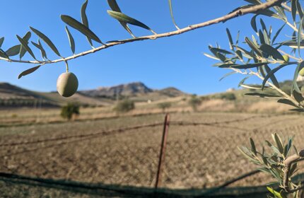 olio-olivicoltura-produzione-by-francesco-vaccaro